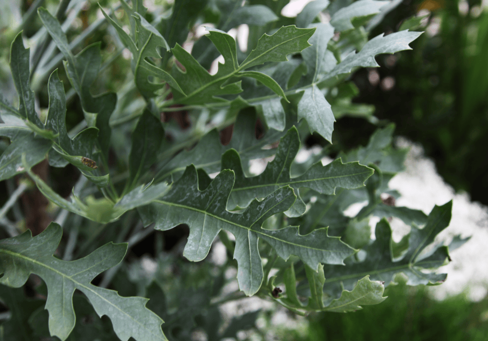 Mountain Cabbage Tree