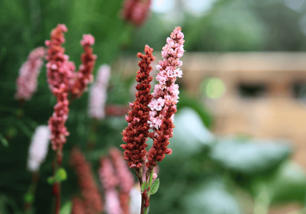 Persicaria affinis 'Dimity'