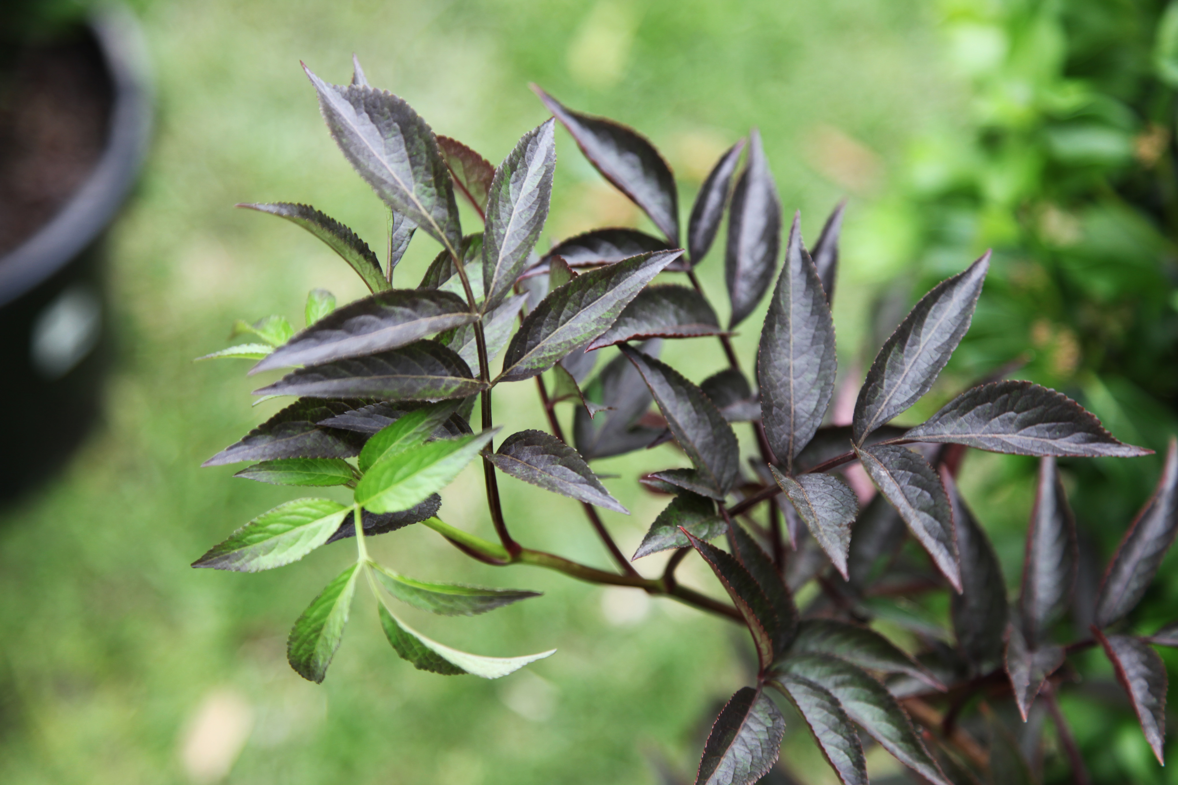 Sambucus nigra 'Black Beauty'