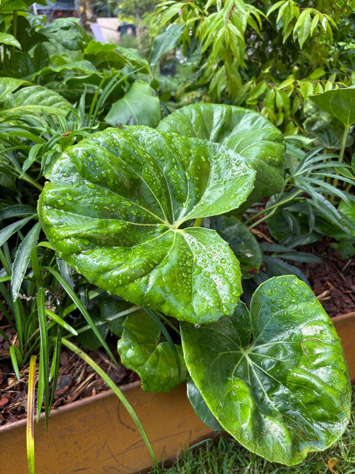 Ligularia reniformis