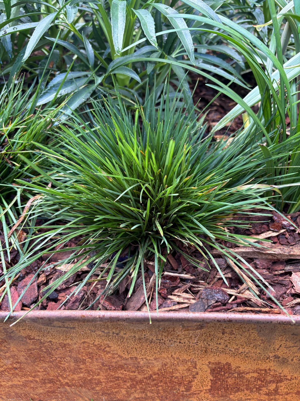 Lomandra nyalla