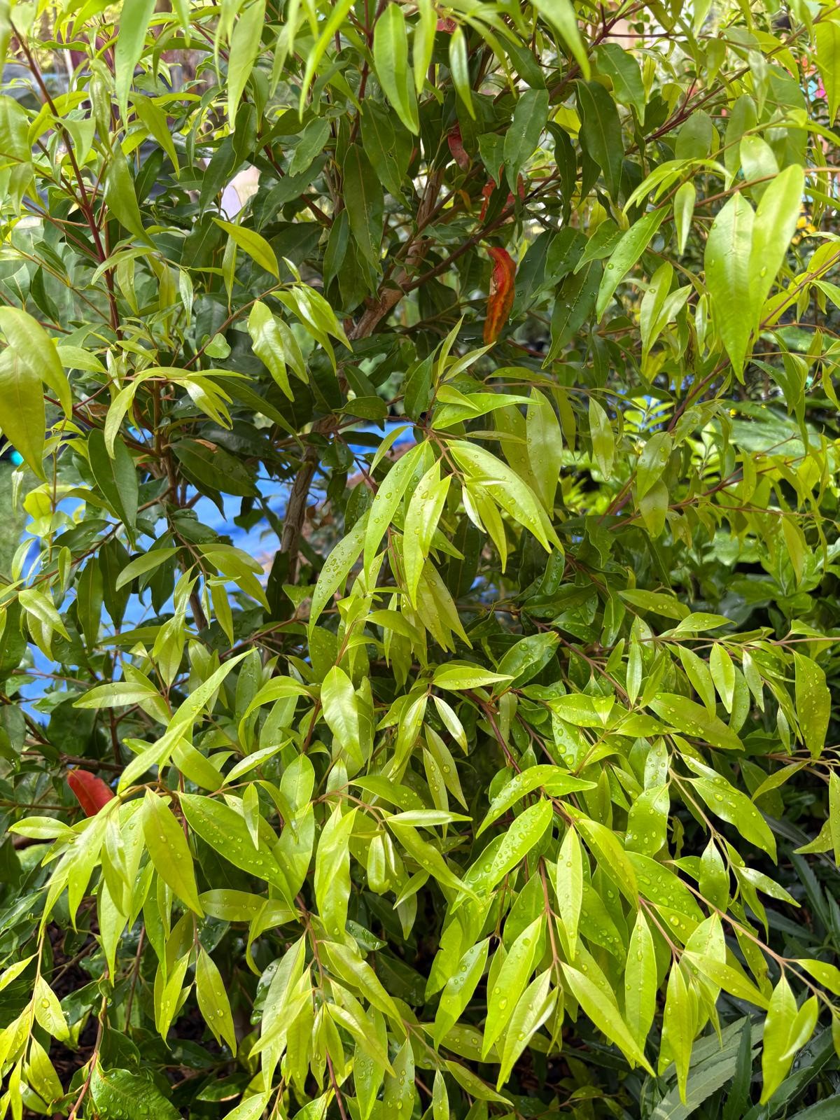 Waterhousea floribunda