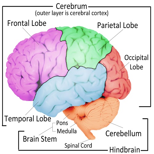 major structures of brain with PHACE