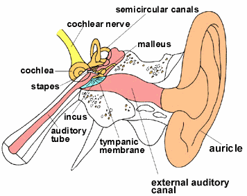 Anatomy and Physiology of the ear