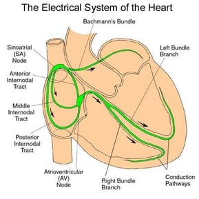The heart's electrical system
