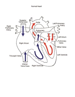 Normal Heart illustration 