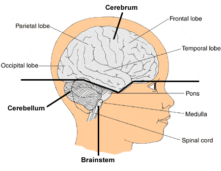 Diagram of a cerebrum
