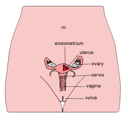 anatomy of female pelvic area