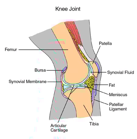 Image of Knee Joint displaying the patella, synovial fluid, fat, meniscus, patellar ligament, tibia, articular cartilage, synovial membrane, bursa and femur