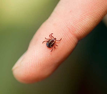 Image of a tick on a finger