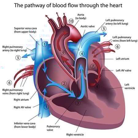 diagram of single ventricle heart children's Wisconsin 