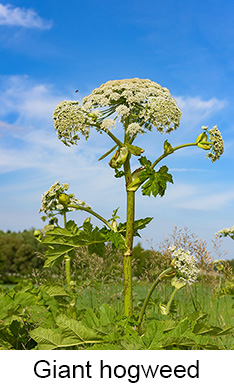 Giant hogweed plant