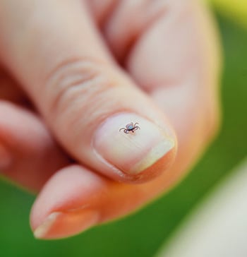 A Parent's Guide to Ticks Children's Wisconsin