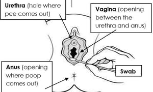 uretra