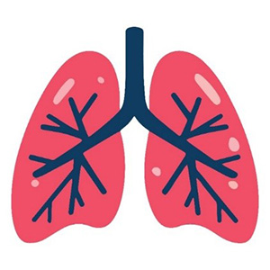 lungs