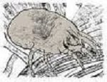 House mites 1