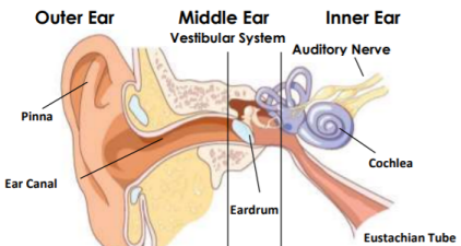 Diagram of an ear
