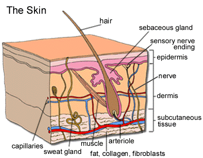 What are the different burn degrees and what do they mean