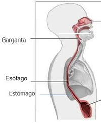 esophagus