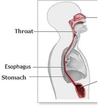 esophagus