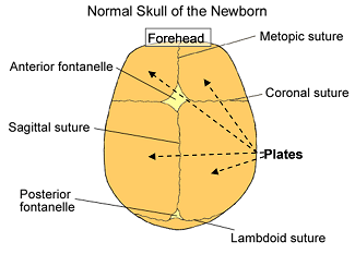 Normal skull of the newborn EN