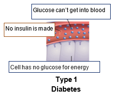 Insulin img B