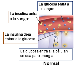 Insulin img B