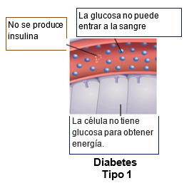 Insulin img B