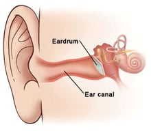 ear anatomy