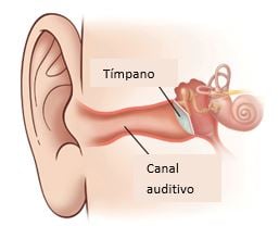Eardrum