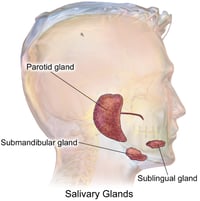 salviary gland