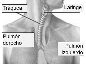 tracheal
