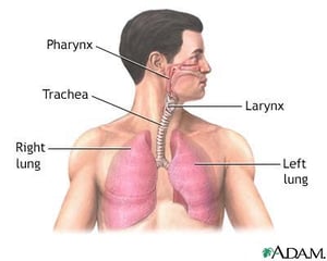 trachea