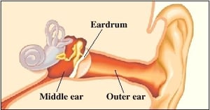 Ear anatomy