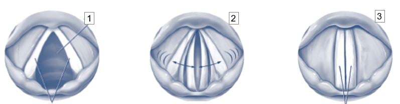 Vocal cord