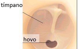 ear canal