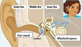ear canal