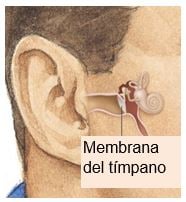 membrana del timpano