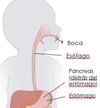 Mouth and esophagus diagram