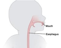Mouth and esophagus diagram