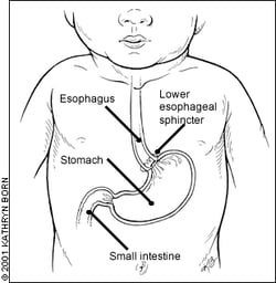 Stomach diagram