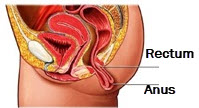 Anus