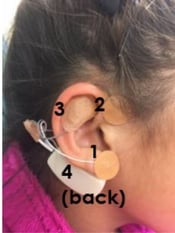 Ear