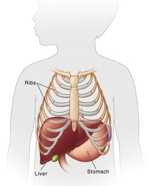 liver