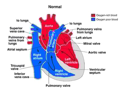 normal heart