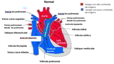 normal heart