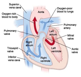 heart diagram