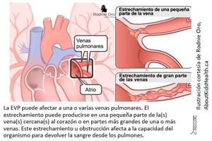 heart vein