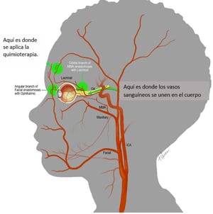 arterial of skull