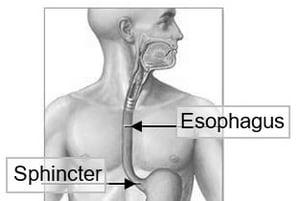 sphincter